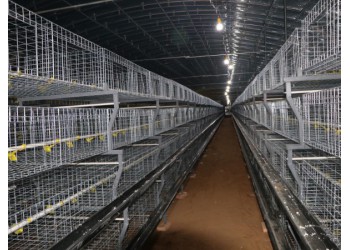 鸡笼框架肉鸡笼养设备养鸡笼养鸡设备蛋鸡笼养设备