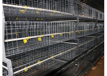 肉鸡笼鸡笼鸭笼自动化养鸡设备山东金石农牧机械