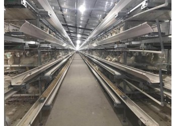 肉鸡养殖设备笼养设备鸡舍笼具山东金石农牧机械
