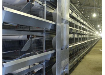 养鸡场养鸡用肉鸡笼立式鸡笼层叠鸡笼鸡笼厂家山东金石农牧机械